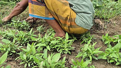 Close Up Of Farmer Hand Weeding Crops In Bangladesh