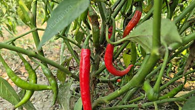 Red And Green Chilies Growing Together In Bangladesh