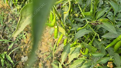 Fresh Green Chilies Growing On Plant In Bangladesh