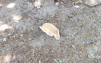 A wild rabbit meeting the viewer