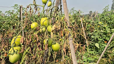 Dead Tomato Plants Due To Drought In Bangladesh Field