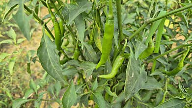 Fresh Green Chilies Growing On Plant In Bangladesh