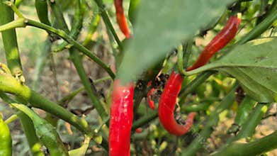 Red And Green Chilies Growing Together In Bangladesh