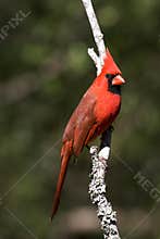 Cardinal