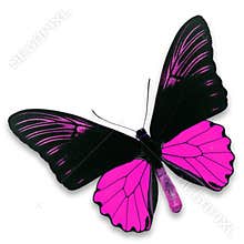 Black and pink butterfly