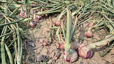 Ripe Onion Bulbs Growing Above Ground In Bangladesh