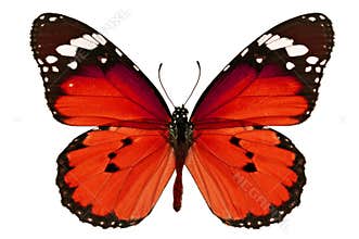 Red butterfly