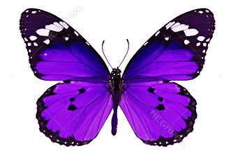 Purple butterfly