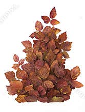 Creative composition of red autumn leaves. Isolated on white