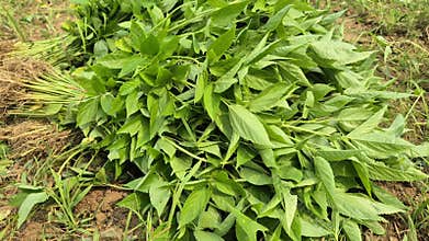 Close Up Of Bundled Jute Leaves On Ground Bangladesh