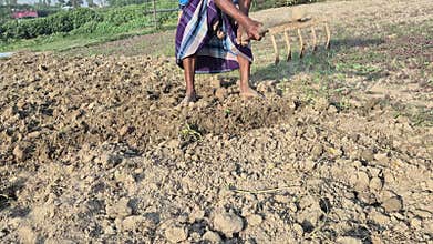 Farmer Loosening Soil Using Iron Tooth Rake Bangladesh