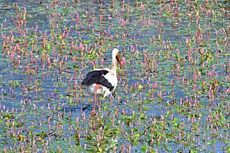 White Stork, Ciconia ciconia, foraging in a shallow pond