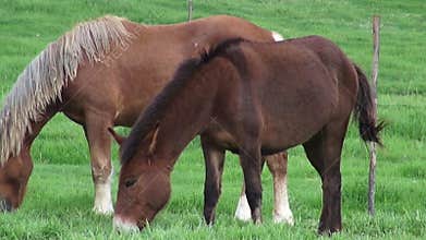 Horse Grazing, Horses, Farm Animals