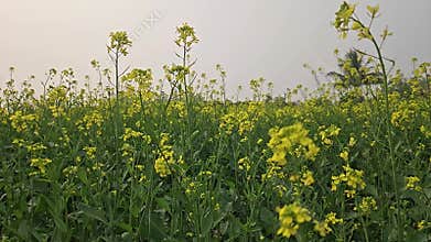 Blooming yellow mustard flowers in an agricultural field.
