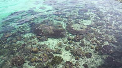 View of tropical reefs