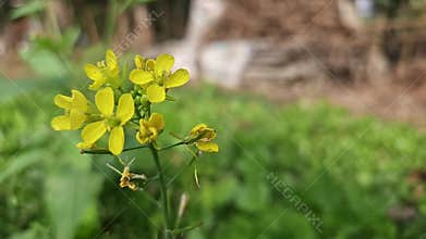 Macro Mustard Flower Close-up