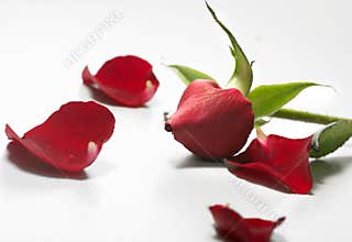 Petals