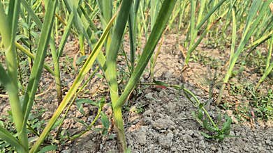 Close Up Of Garlic Plant Stem Base In Bangladesh Field