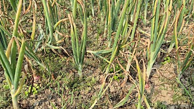 Mature Onion Field Ready For Harvest In Bangladesh