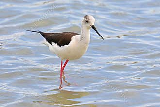 Stilt-billed , Himantopus himantopus , foraging in a salt marsh