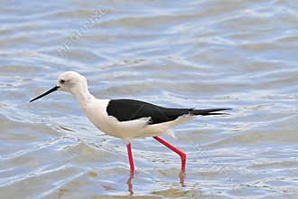 Stilt-billed , Himantopus himantopus , foraging in a salt marsh