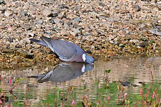 Wood Pigeon, Wood Pigeon, Columba palumbus drinks water on a rocky shore
