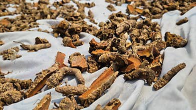 Raw Turmeric Slices Drying In Sun Outdoors Bangladesh