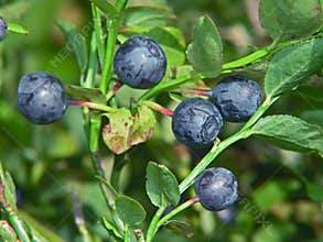 Bilberry.
