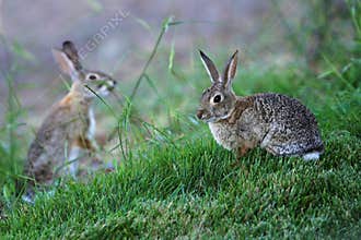 Cottontail Rabbits