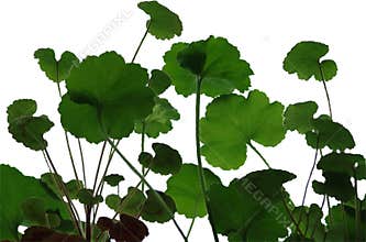 Geranium leaves