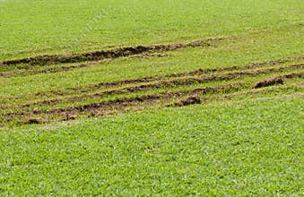 Lawn damaged by a vehicle