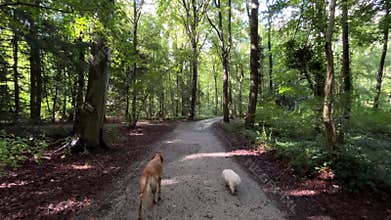 Two dogs walking away along curving gravel forest path under tall trees