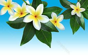 Tropical flowers