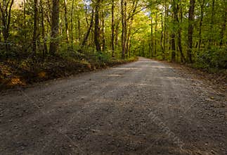 Road Through Gee Creek Forest