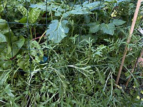 Red-stemmed Swiss chard plants with glossy green leaves grow through metal
