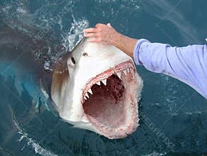 Dangerous Great White Shark
