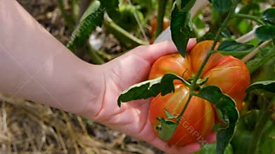 Picking an orange tomato from a plant in the garden