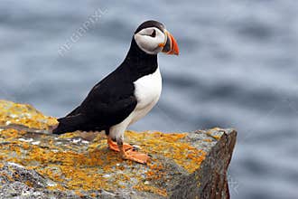 Atlantic Puffin at Elliston in Newfoundland, Canada