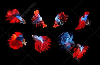 mixed of blue and red siamese fighting fish betta full body under water isolated black background