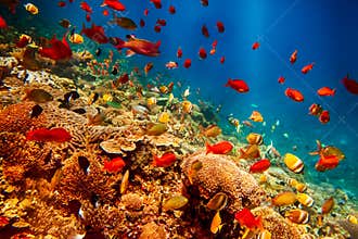 Underwater landscape
