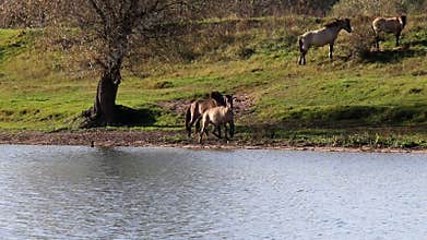 Playing Konik horses, Bisonbaai, Netherlands