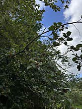 Ripe Beech Nuts Growing on a European Beech Tree in Summer.