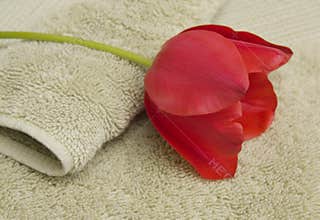 Red tulip on towels