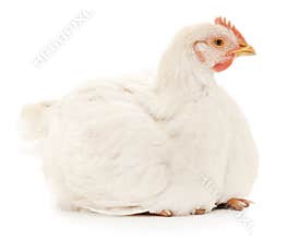 White hen