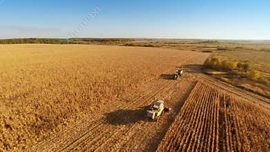 Harvester work on cornfield