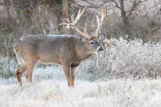 Cold frost on monster whitetail buck