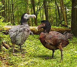 Dodo Birds In Forest