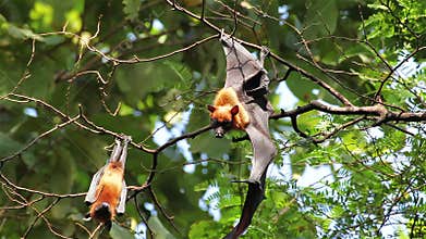 Bat hanging on a tree branch Malayan bat or Lyle's flying fox science names Pteropus lylei, low-angle of view shot