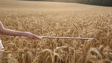 Violinist girl walking through a wheat field.