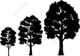 Tree Growth Stages/eps